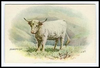 12 Highland Cow